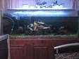 FISH TANK 5ft x 2ft x 2ft with fish and accessories, ....