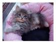 3/4 Persian Kitten for Sale Various Colours. Beautiful....
