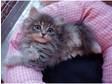 3/4 Persian Kitten for Sale Various Colours