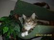 Friendly Maine Coon Kittens. Friendly,  happy maine coon....