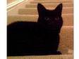 Lost Black Cat Edgeley. Medium sized,  shorted haired, ....
