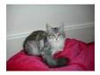Friendly Cute Maine Coon Kittens. 1 brown tabby and low....
