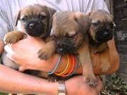Border Terrier Dogs For Sale