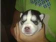 siberian husky pups for sale ready to go. 2 black dogs, ....