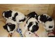 KING CHARLES SPANIEL PUPPIES FOR SALE Beautiful king....