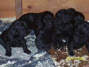 7 Cockapoo puppies for sale