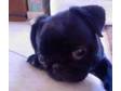 Pug Puppies,  all black,  4 bitches,  1 male,  all KC Reg, ....