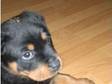 Rottweiler Pup 6weeks Old £190 Has Bob Tail Due To Being....