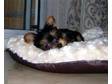 Teacup Yorkshire Terrier Puppies. Teacup Yorkies,  8....
