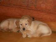 Gorgeous Labrador Puppies for Cute Homes to any home interested